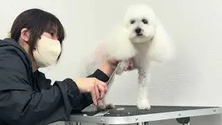 嫌なことがあると口が出るかもと聞いていた子のトリミング記録