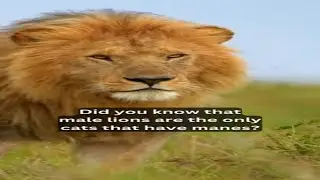 10 Fascinating Facts About Lions You Probably Didn't Know!