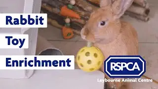 3 Ways To Enrich Your Rabbit's Life Day To Day