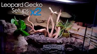 TWO New Leopard Gecko Setups | Naturalistic Tanks