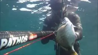 Spearfishing | Catching White Seabream