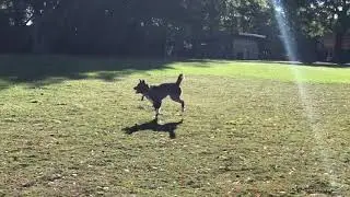 Akita off leash at park