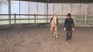 Sorte LF: Vom Bosal zum Halsring