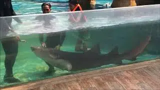 Manila Ocean Park Sharks and Rays Encounter