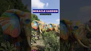 Miracle Garden Dubai😍 #dubaimiraclegarden #dubai #shorts #ytshorts #youtubeshorts #viralvideo #trend