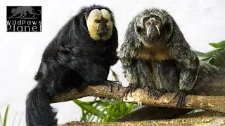 White-Faced Saki Monkeys: Exploring the Enigmatic Primate World