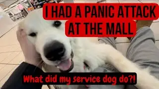 What Did My Service Dog do During My Panic Attack at the Mall?! 