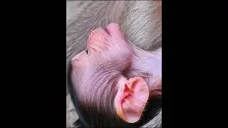 Lovely baby monkey moments!!!  #adorablewildlife