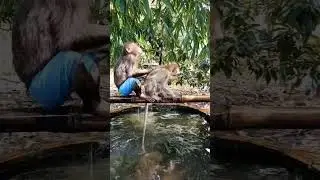 Monkey's Unexpected Swim Leaves Everyone Shocked #monkeyvideo #monkeydluffy #monkeylove #babymonkey