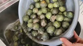Ceviz Reçeli