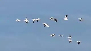 White Pelicans Fly In a Very Loose V Formation at Black Point Wildlife Drive in Merritt Island 