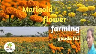 Marigold Farming | Profitable Marigold Farming in India | Marigold Flower Garden | Marigold Plant