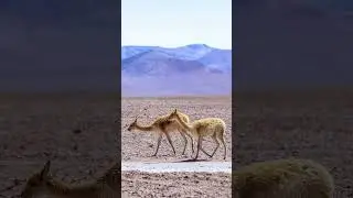 Vicu&ntilde;a: The Rarest Animal Behind the World&rsquo;s Softest Wool