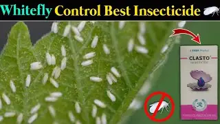Whitefly Control Best Insecticide || Clasto Insecticide Tata Rallis New Product