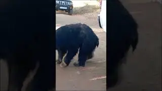 Aggressive Sloth Bear Attack