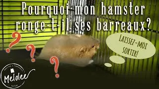 Pourquoi mon hamster ronge-t-il ses barreaux?