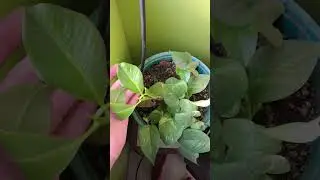How to grow RUBBER PLANTS at home #vedanggardner #rubberplants