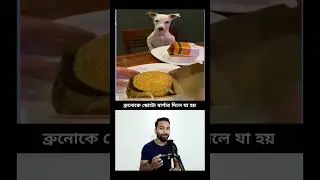 Bengali Dog Laughter Marathon | Funniest Clips and Reactions