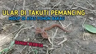 ULAR BAKAU SANGAT BERBISA HATI-HATI BAGI YANG SUKA BLUSUKAN