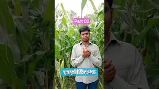 Important points of cornpart 02. Importance point of cron crop#information#agriculture#viralshort