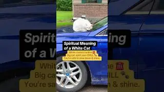WHOSE SPIRIT GUIDE IS THIS? 😻 White Cats Spiritual Meaning & Symbolism #spiritguides