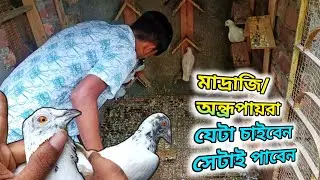 ডাইরেক্ট অন্ধ্র প্রদেশ থেকে আনা পায়রা । Andhra pigeon loft visit ।  86176 83170