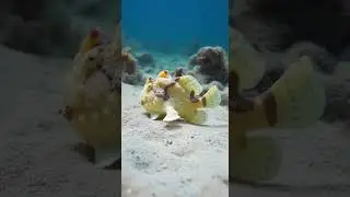 Frogfish!Wait&hellip; It&rsquo;s Walking! #animals #frogfish
