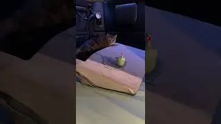 Milo's red dot Samba