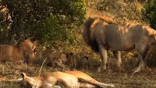 Oloimina Black Rock Male Lion with Fig Tree Pride | Masaimara | This Morning