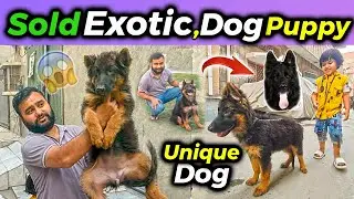 Exotic Dogs Puppy | German Shepherd Dogs | German Shepherd Dog Price In Pakistan | German Shepherds