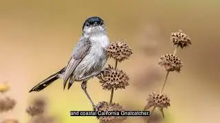 Habitat Highlight: Coastal Sage Scrub