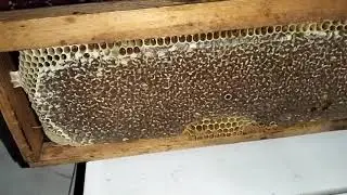 معدل إنتاج العسل في نصف عاسلة و بعض النصائح