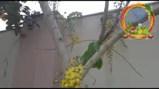 vishu2020