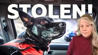 👮🏻&zwj;♀️COPS Chase CAR THIEF With SERVICE DOG Inside 🚔