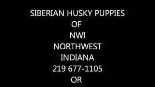 NORTHWEST INDIANA SIBERIAN HUSKY PUPPIES NWI HUSKY PUPS 219 677 1105