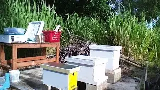 Hive split and cross comb repairs