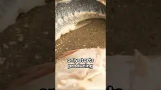 The World's Most Expensive Caviar Fish: Expensive Food You Need To Know #shorts
