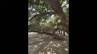 Sacred Fig Tree in South of IRAN