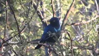 Cape glossy starling