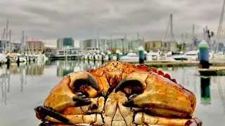 Washington Winter Urban CRABBING | Catch and Cook |