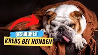 5 Dinge, die ein Hund tut, wenn er Krebs hat 😥