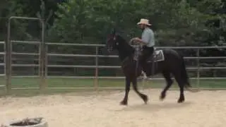 Anna  Friesian Mare for sale