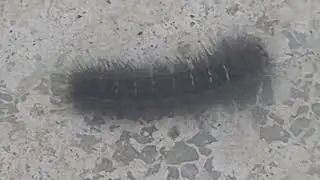 Untitled video