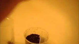 Transfer Video #2 - Chromatopelma cyaneopubescens (Green Bottle Blue Tarantula)