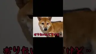 椅子から降りられなくなったビビり柴犬がかわいい❤️#shorts
