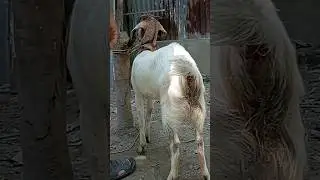 Goat Beautiful Moments Time Of Village Farm/2023 Ep:49