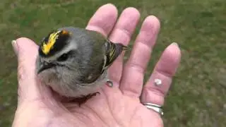 my golden-crowned kinglet friend