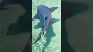 Sura Fish video | Sura fish