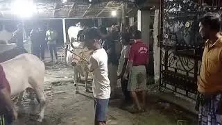 My Cow loading and unloading video  Noor e Al amin beautiful cow