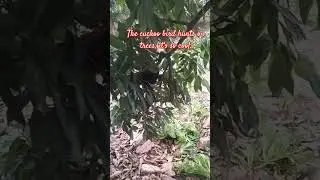 The giant snake hunted by a lapwing and the ending #funny #birds #animals